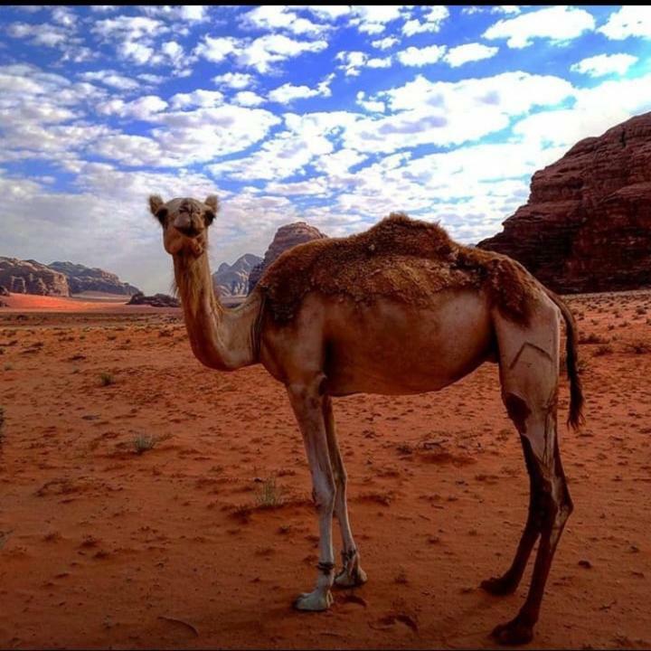 Wadi Rum Local Guide Camp Екстериор снимка